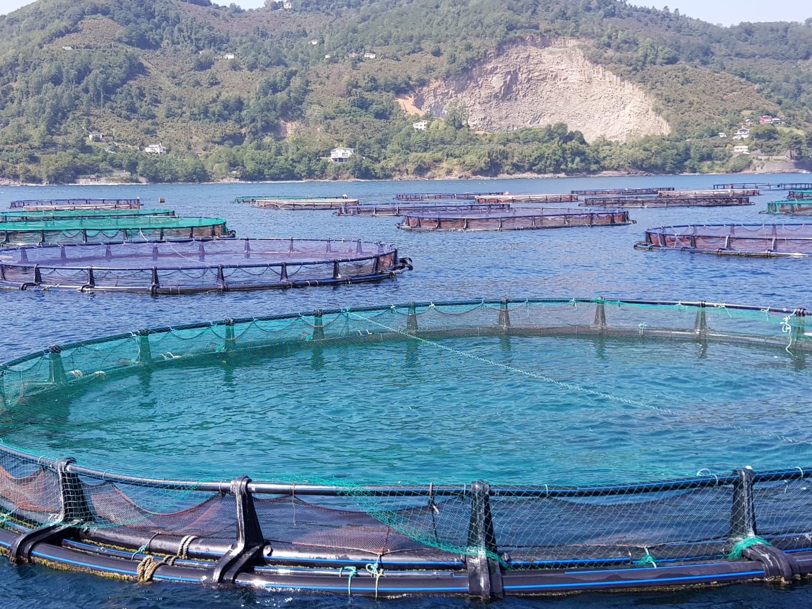 Vona Su Ürünleri Balık Çiftliği (Vona Fisheries Fish Farm)